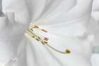 USA, Washington State, Seabeck. Close-up of white rhododendron blossom. Art Print